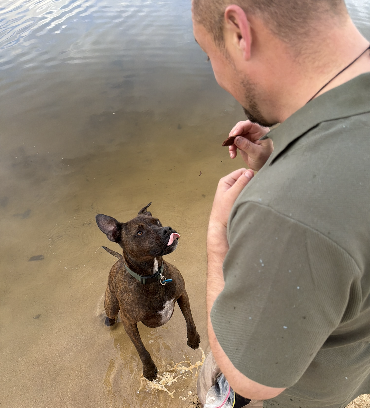 DOGS | EVERYDAY OBEDIENCE SKILLS