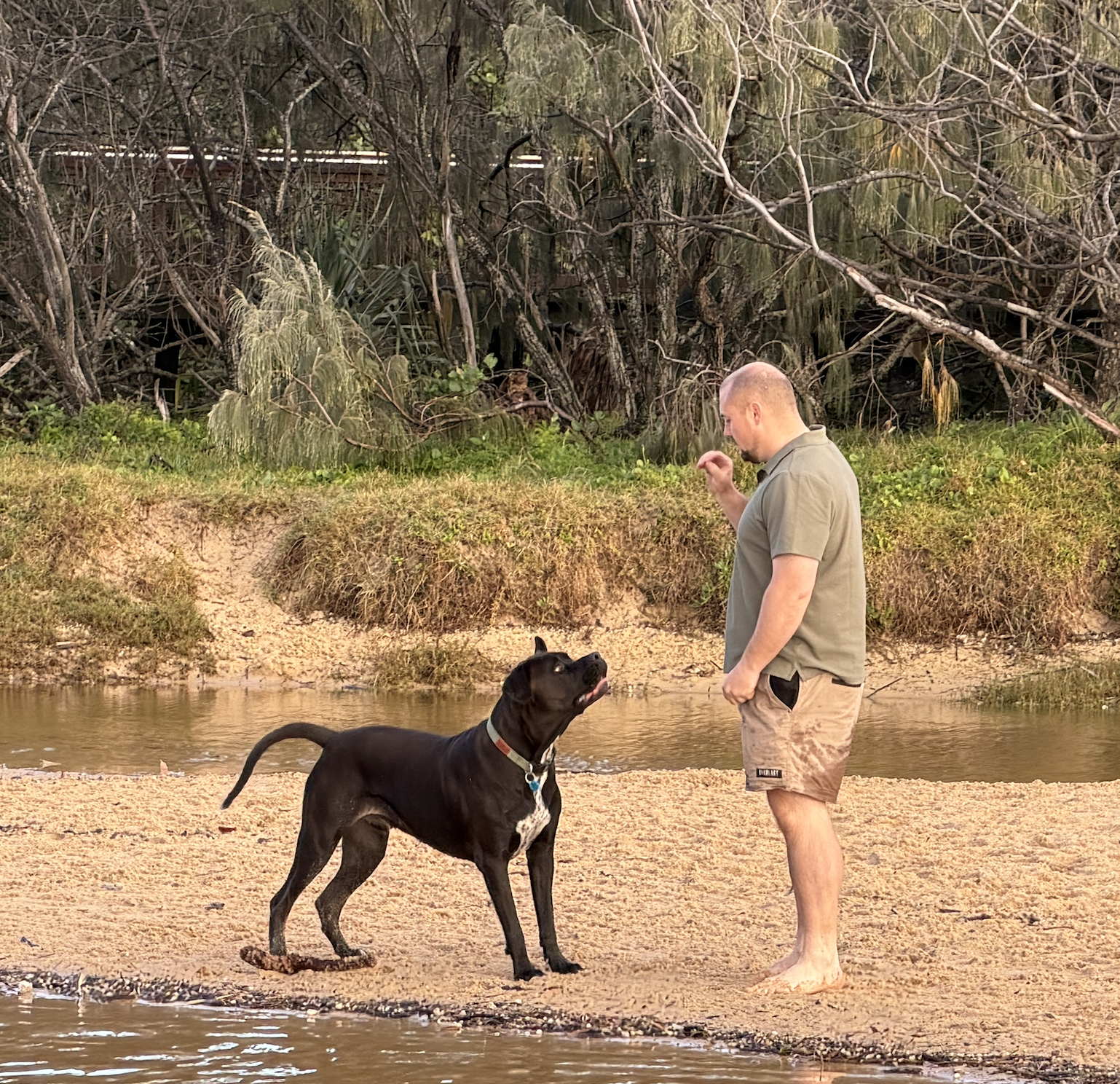 DOGS | BEHAVIOURAL IMPROVEMENTS