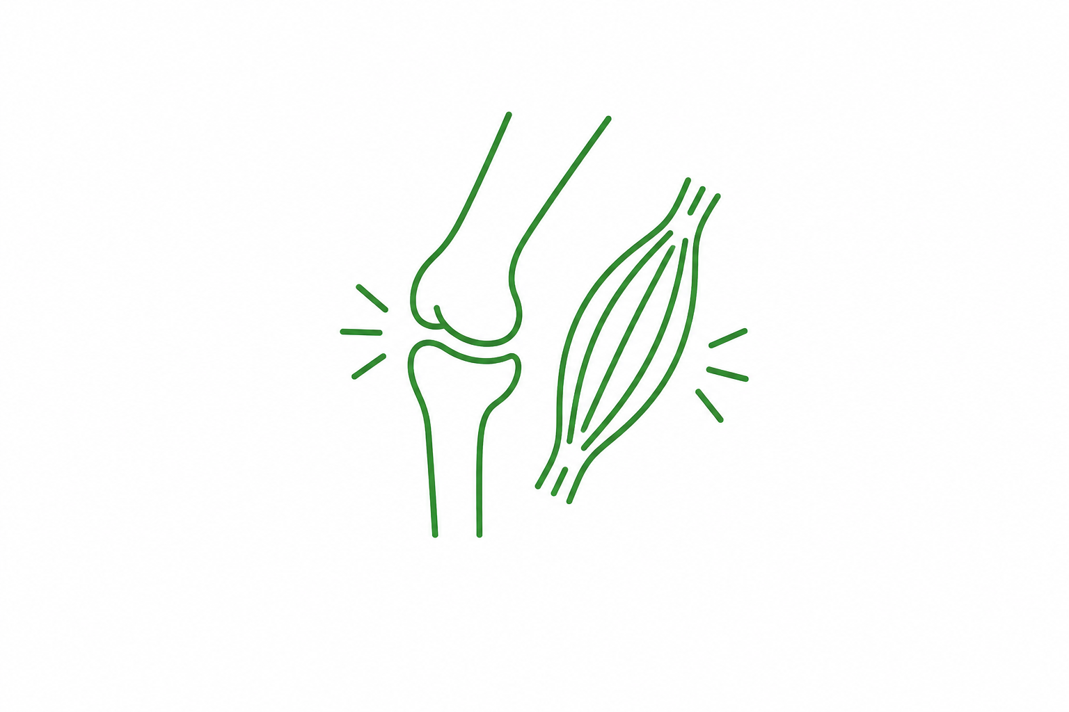 Line drawing of a knee joint, showing the bones and surrounding muscles.