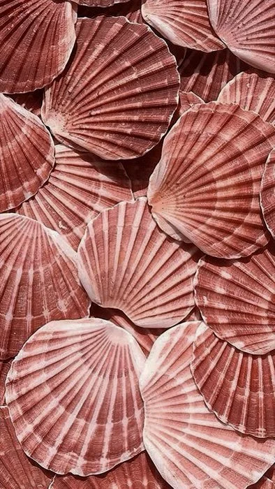 A collection of pink and reddish scallop shells arranged closely together.