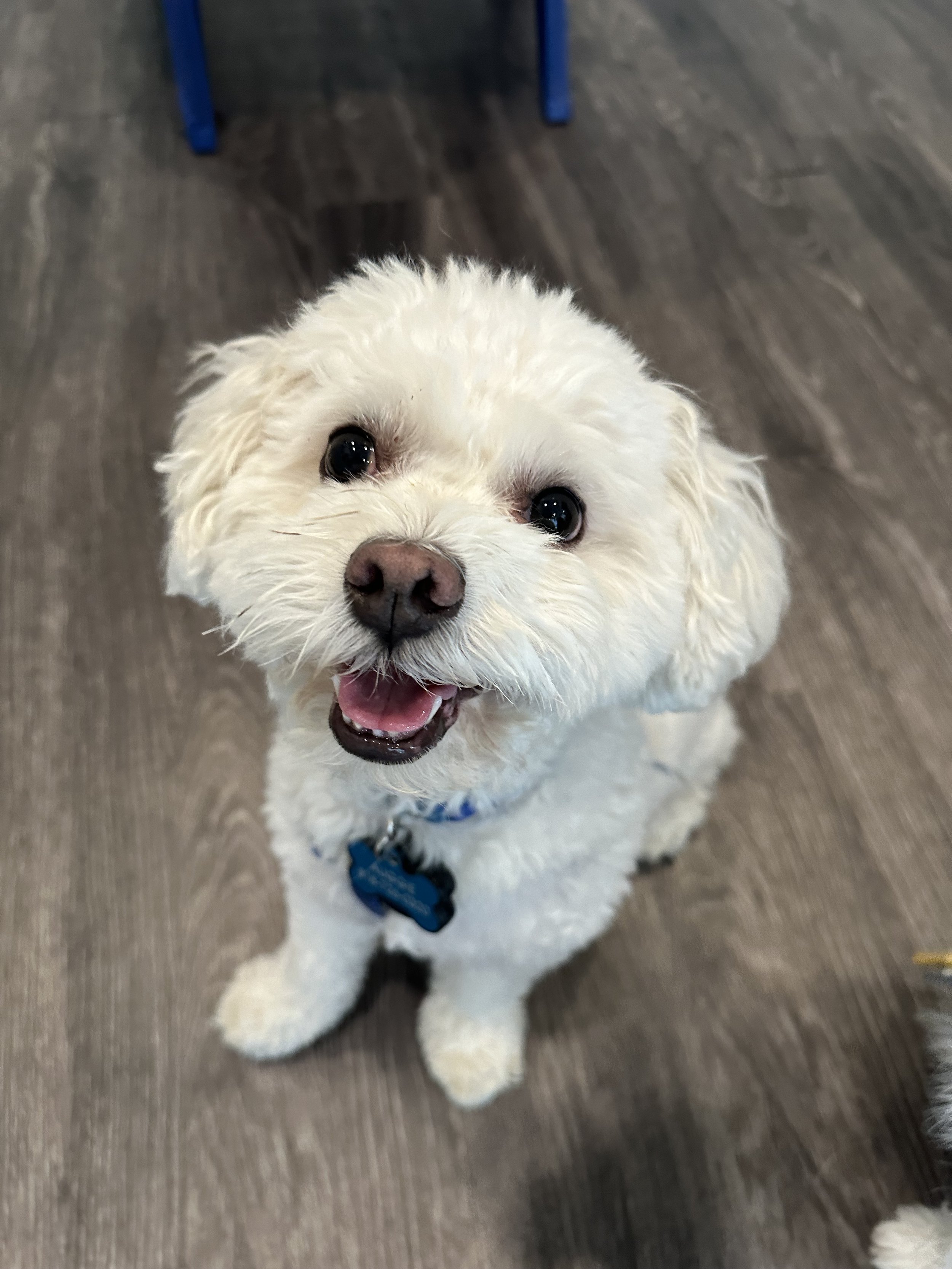 Small dog enjoying playtime at High Paw!