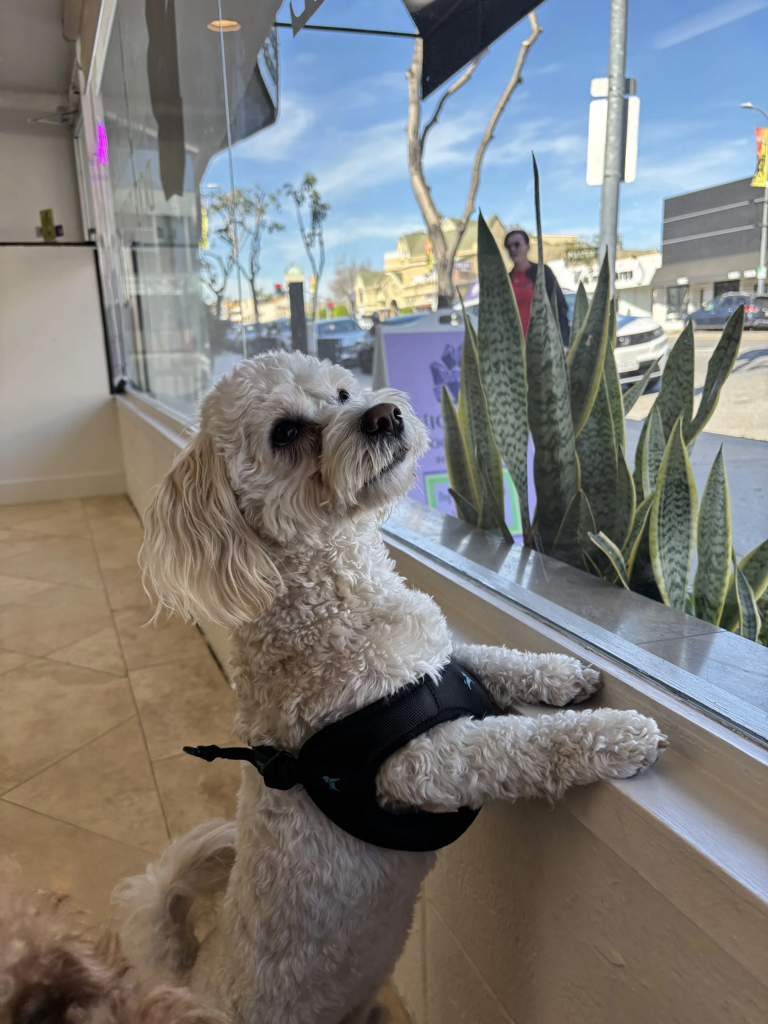 A dog playing inside at High Paw Dog Daycare in Tarzana.