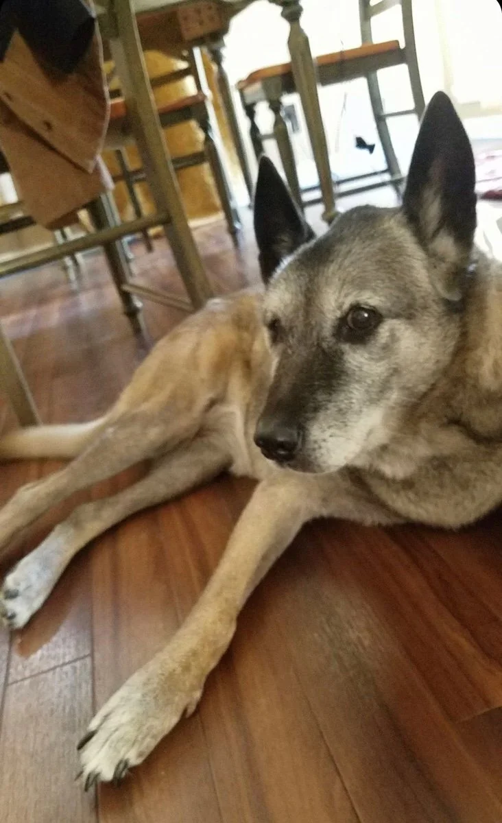 Our family dog Mattie, relaxing in the kitchen.