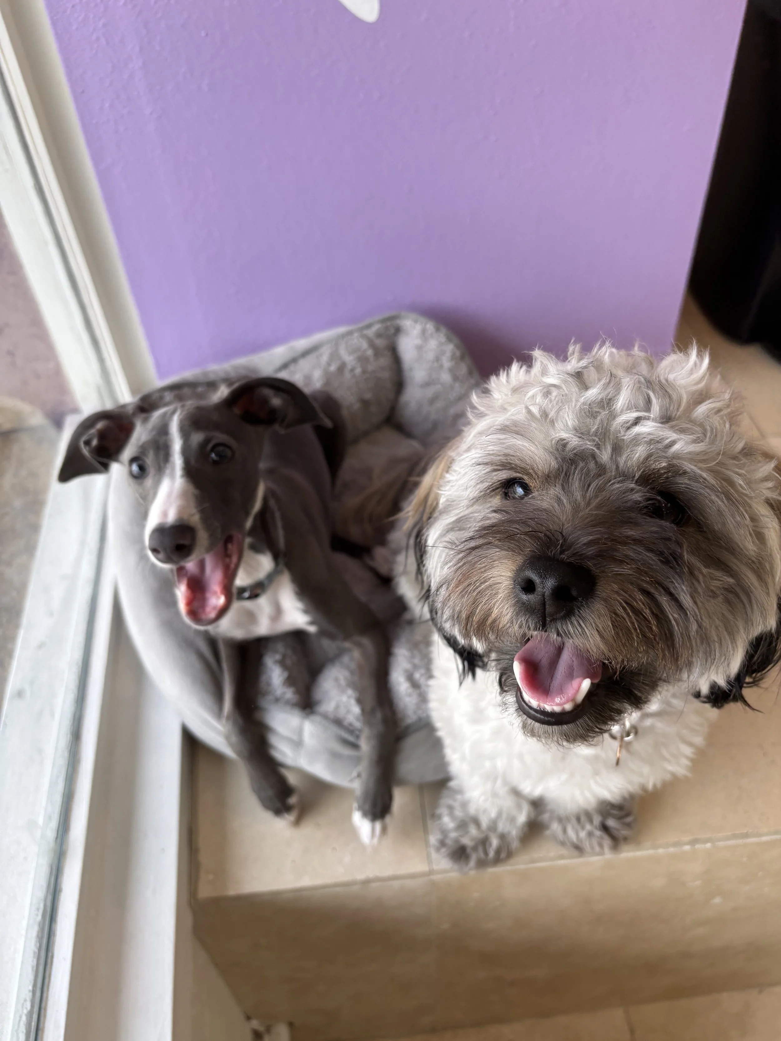 A group of dogs playing inside at High Paw Dog Daycare in Tarzana.