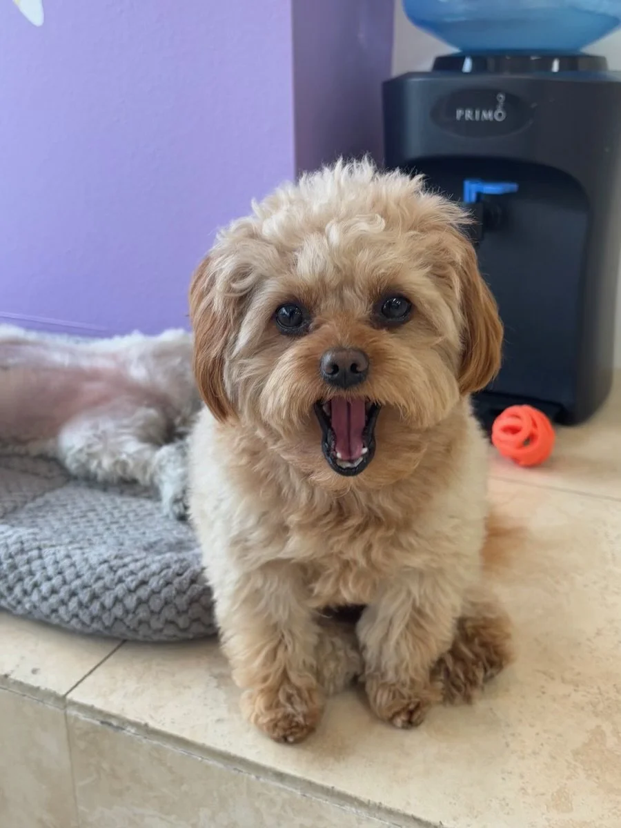Fluffy tan puppy sitting beside a water dispenser and orange toy at indoor daycare.