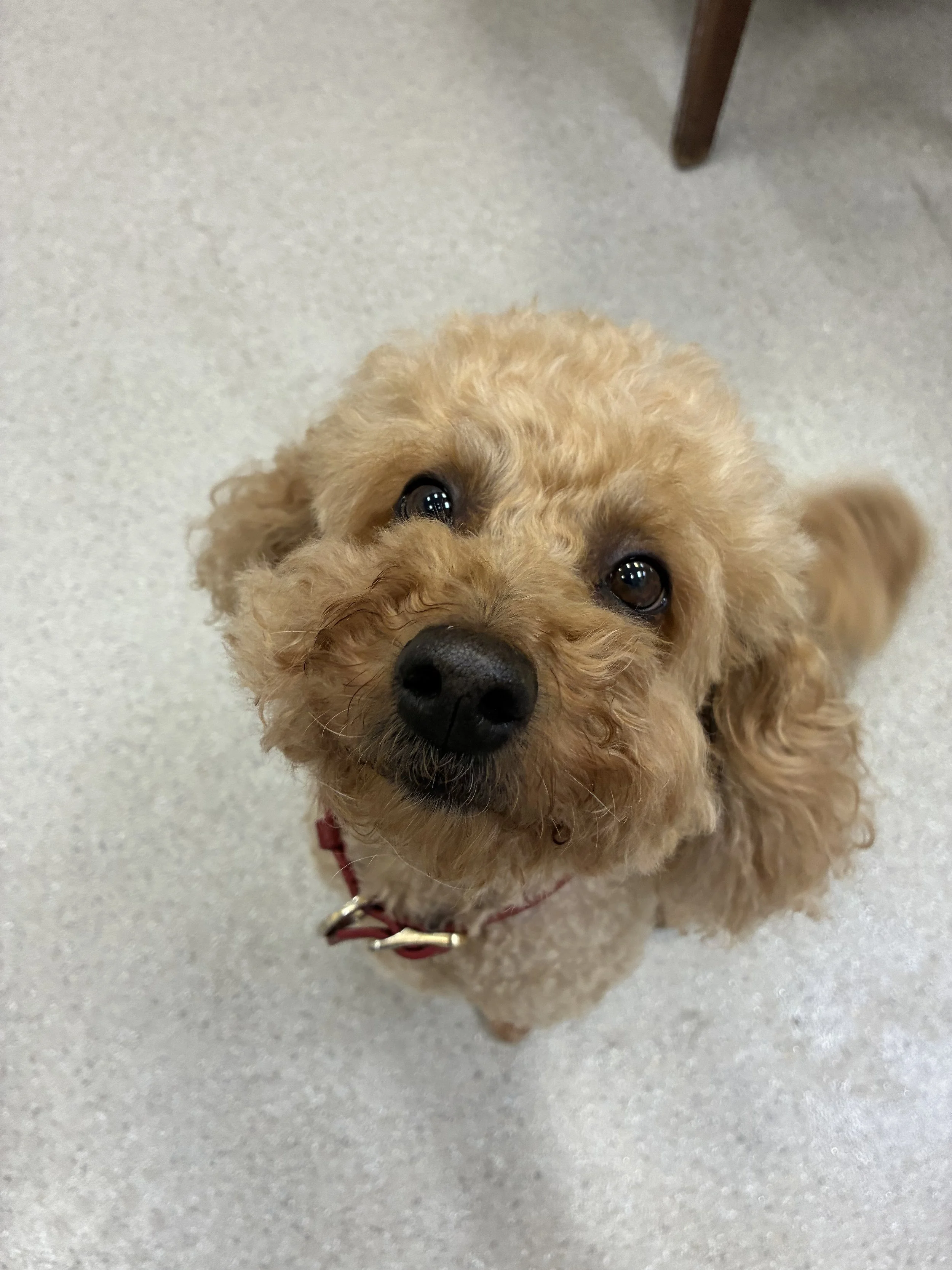 Adorable fluffy tan dog looking up at the camera at High Paw Dog Daycare.