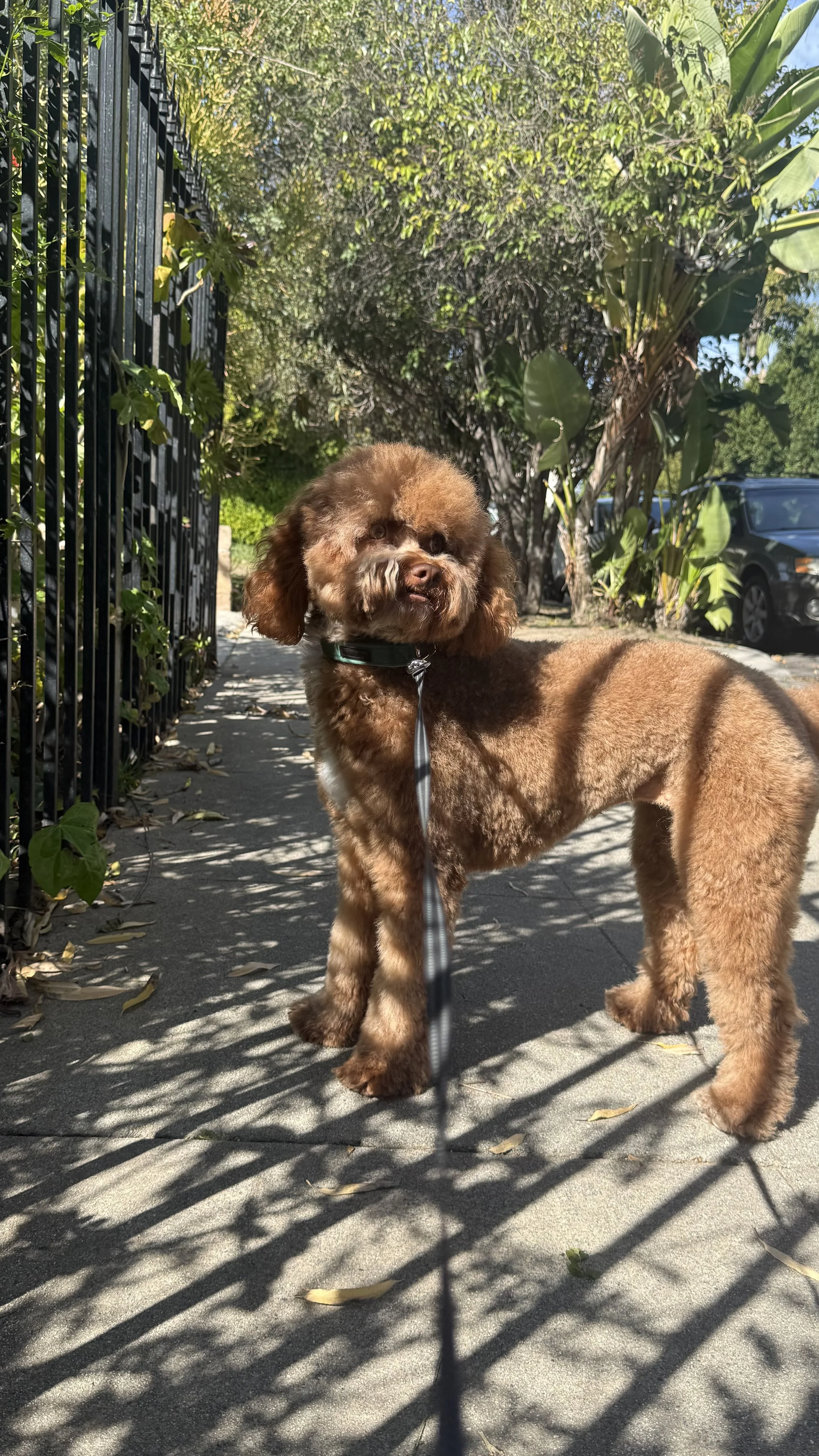 Supervised private dog walk in a quiet Tarzana neighborhood.