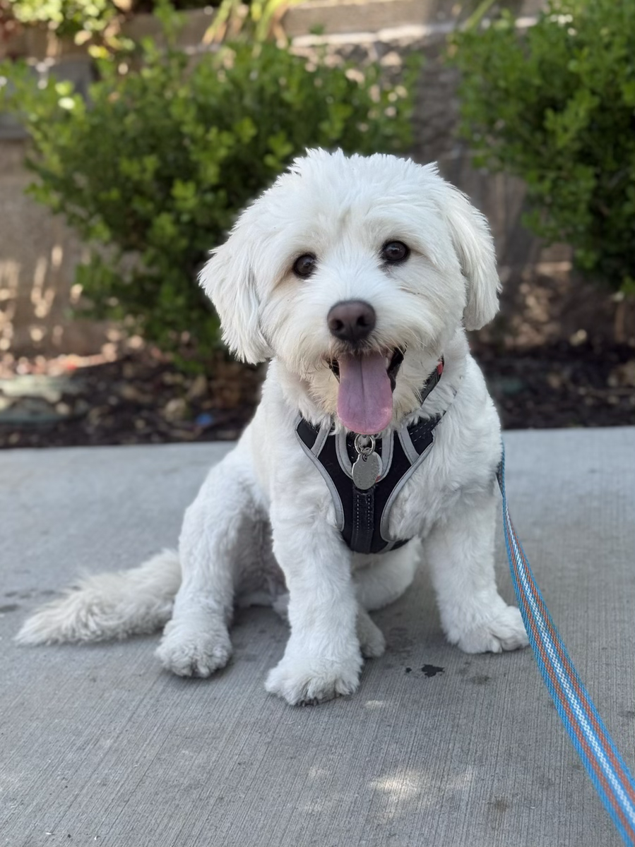 Happy dog enjoying a walk in Tarzana.