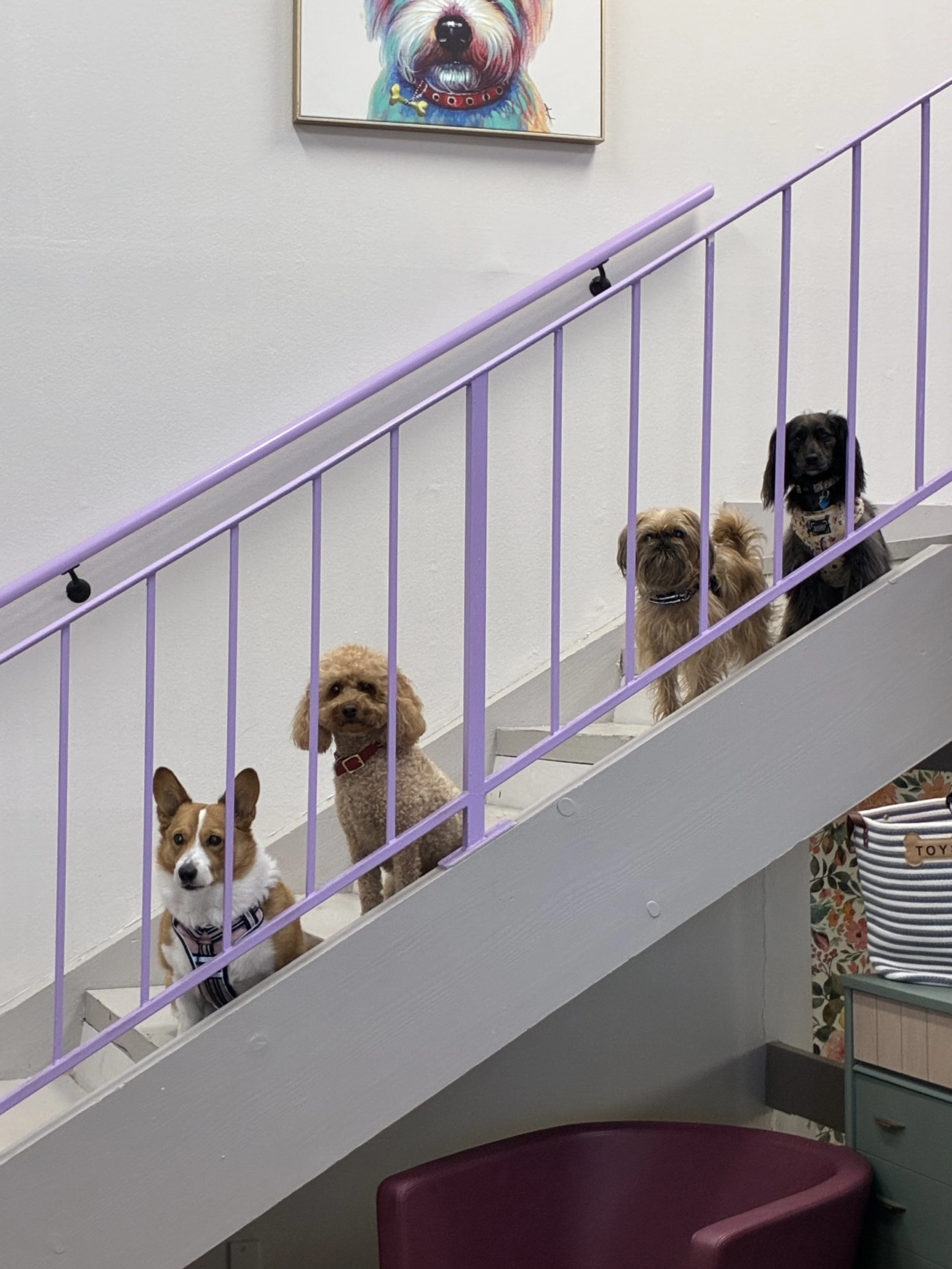 Pack of happy dogs enjoying cage-free daycare in Woodland Hills.