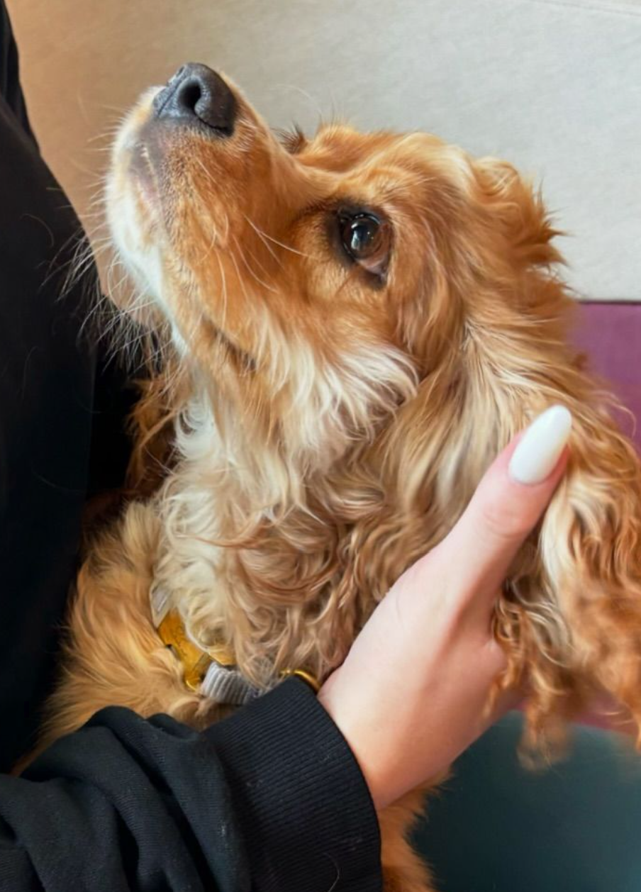 Small golden dog enjoying gentle cuddles and personalized affection at High Paw Dog Daycare.
