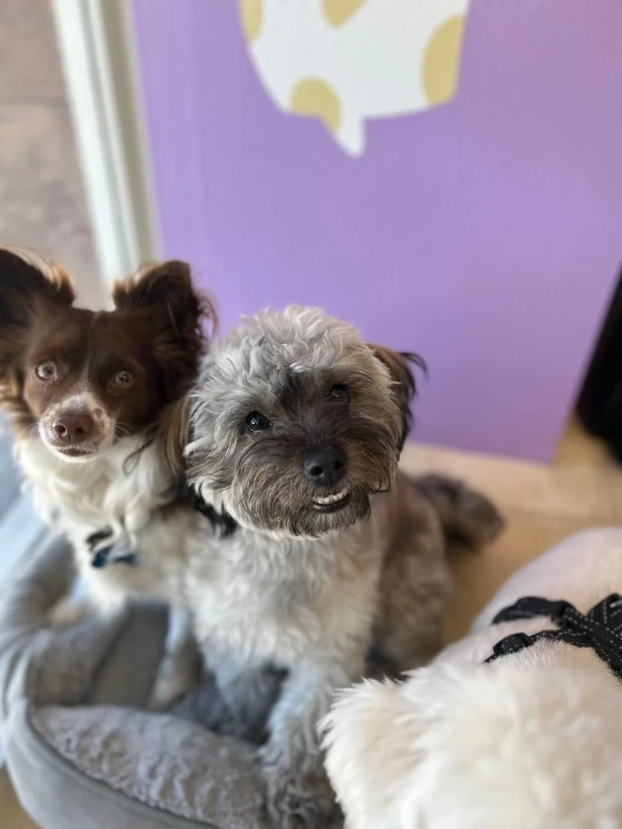 Two small dogs sitting together inside High Paw's indoor dog daycare.