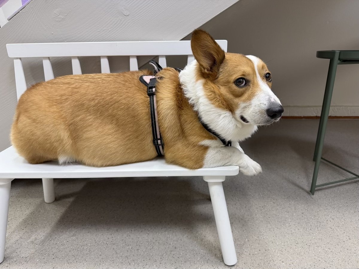 Small dog relaxing in our private indoor daycare space in Woodland Hills.