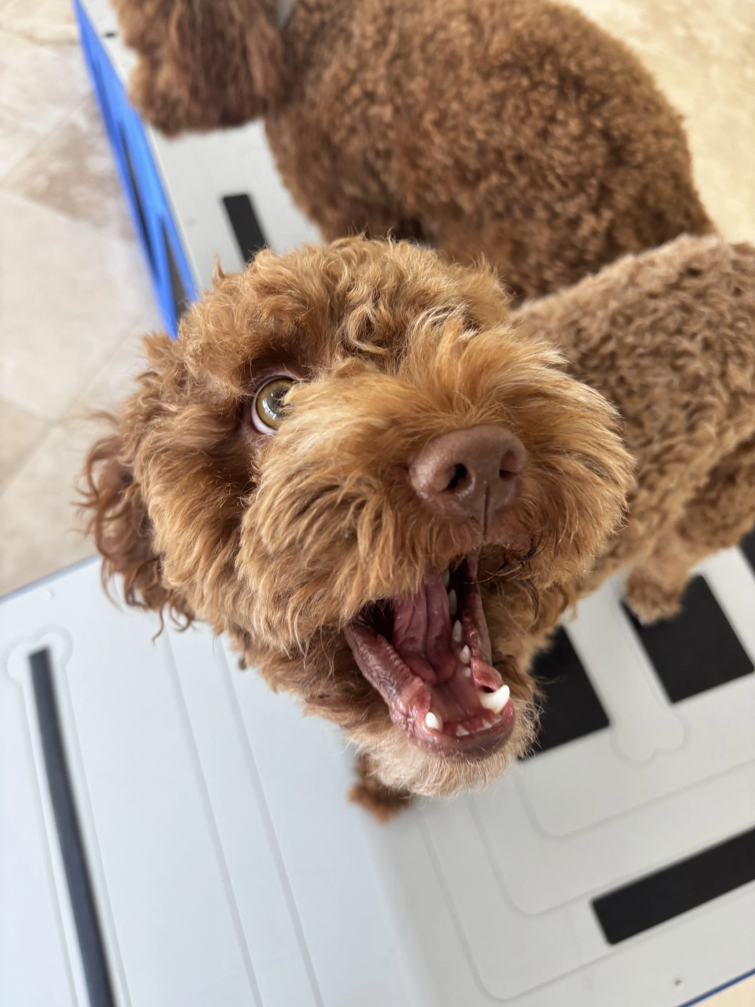 Friendly dog enjoying 1-on-1 attention at our Tarzana dog care facility.