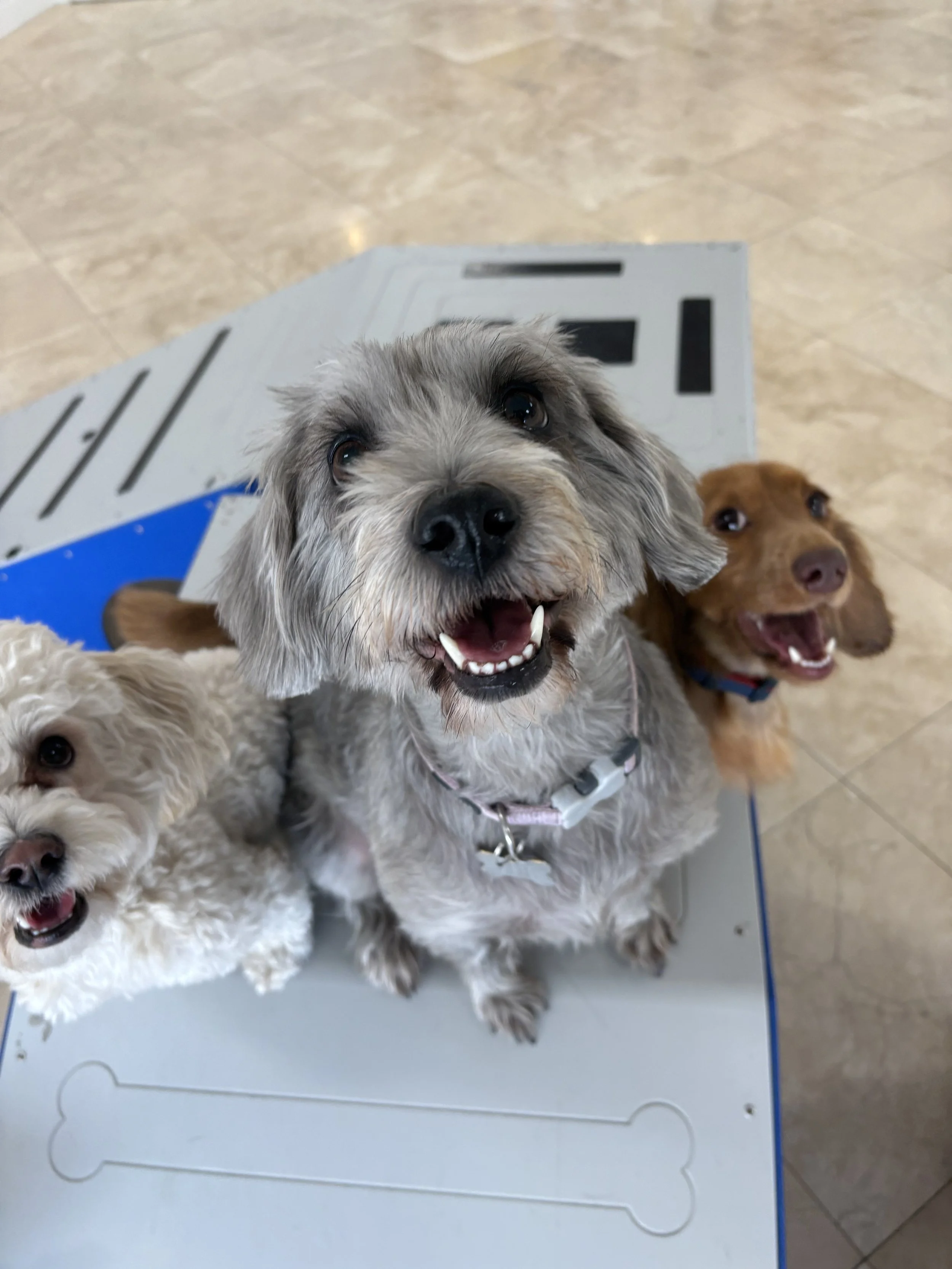 Happy pups enjoying dog daycare in Tarzana.