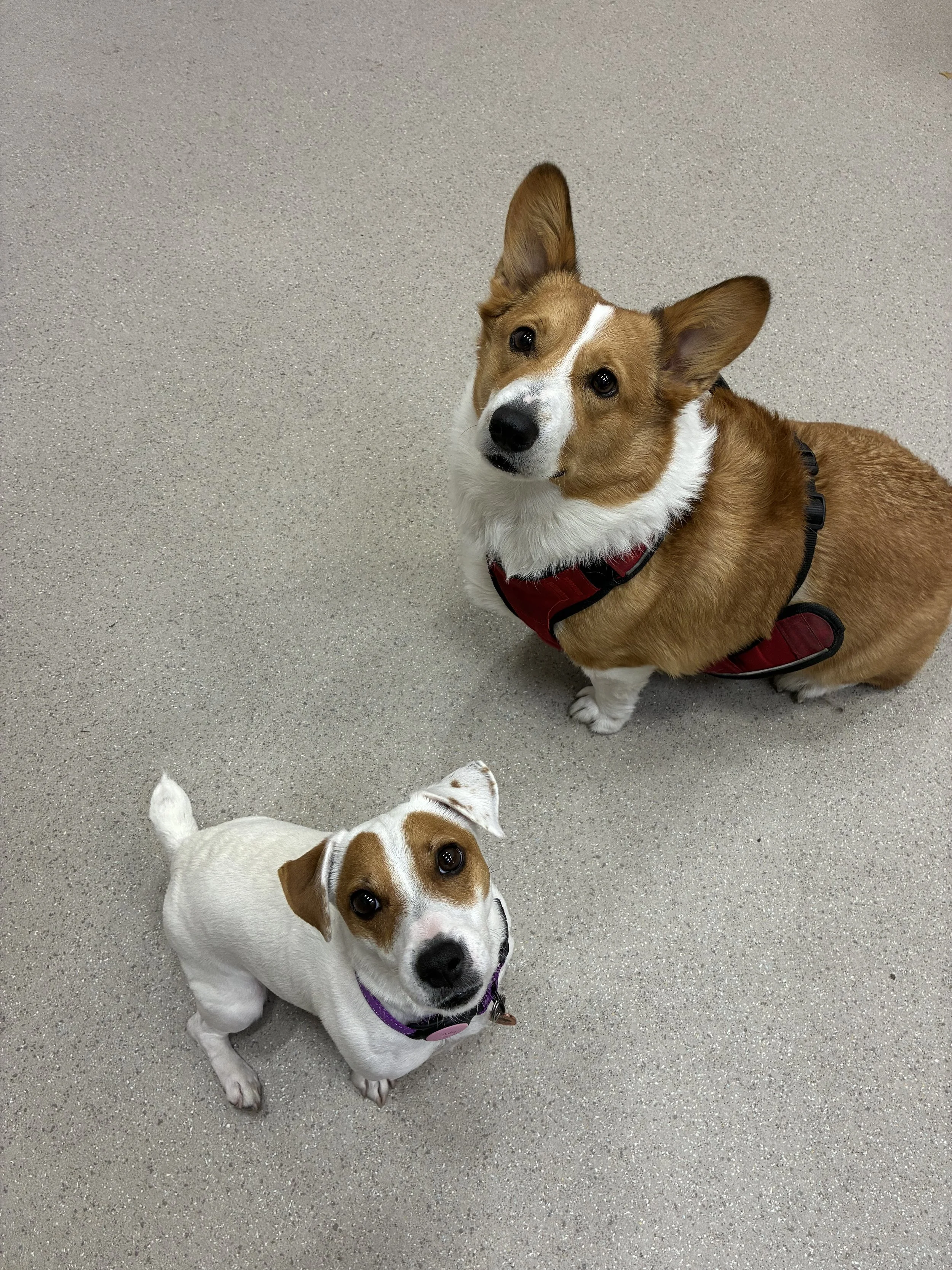 Small dogs socializing safely in our Woodland Hills indoor play area.