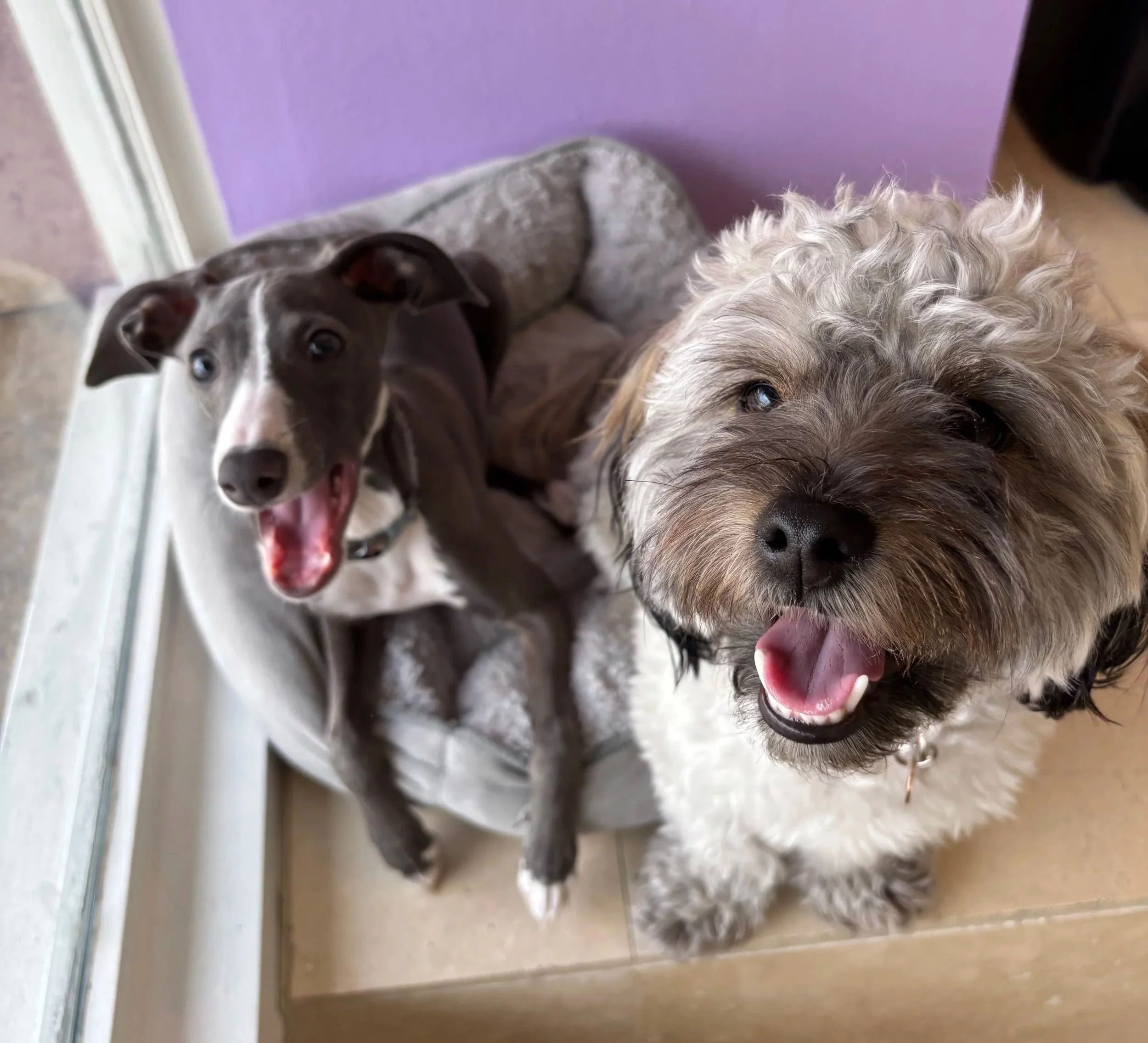 Two dogs relaxing at High Paw in Tarzana.