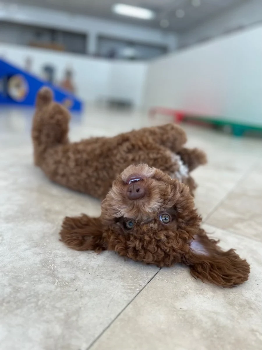 Happy brown curly-haired puppy relaxing on the floor and looking up at the camera.