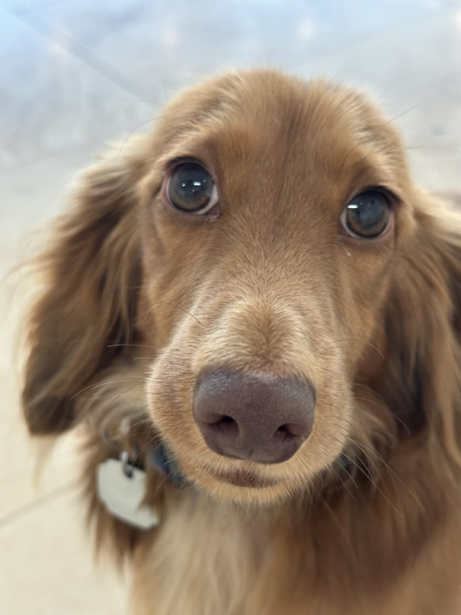 Happy dog enjoying individual attention at daycare.
