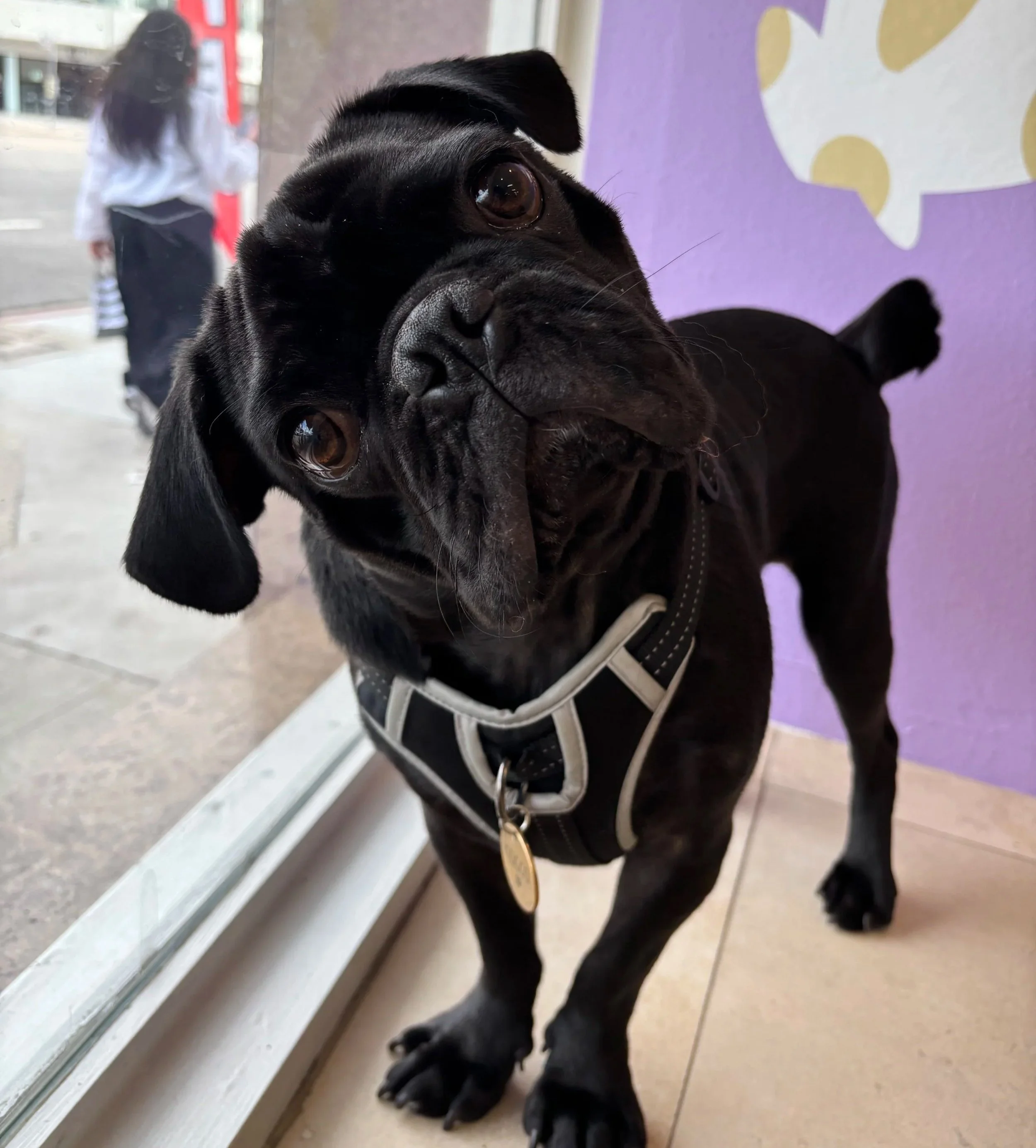 Black pug hanging out at High Paw in Tarzana.
