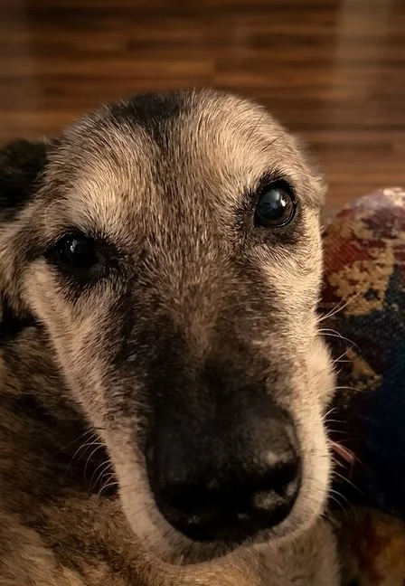 Close-up of our old family dog Mattie's face.