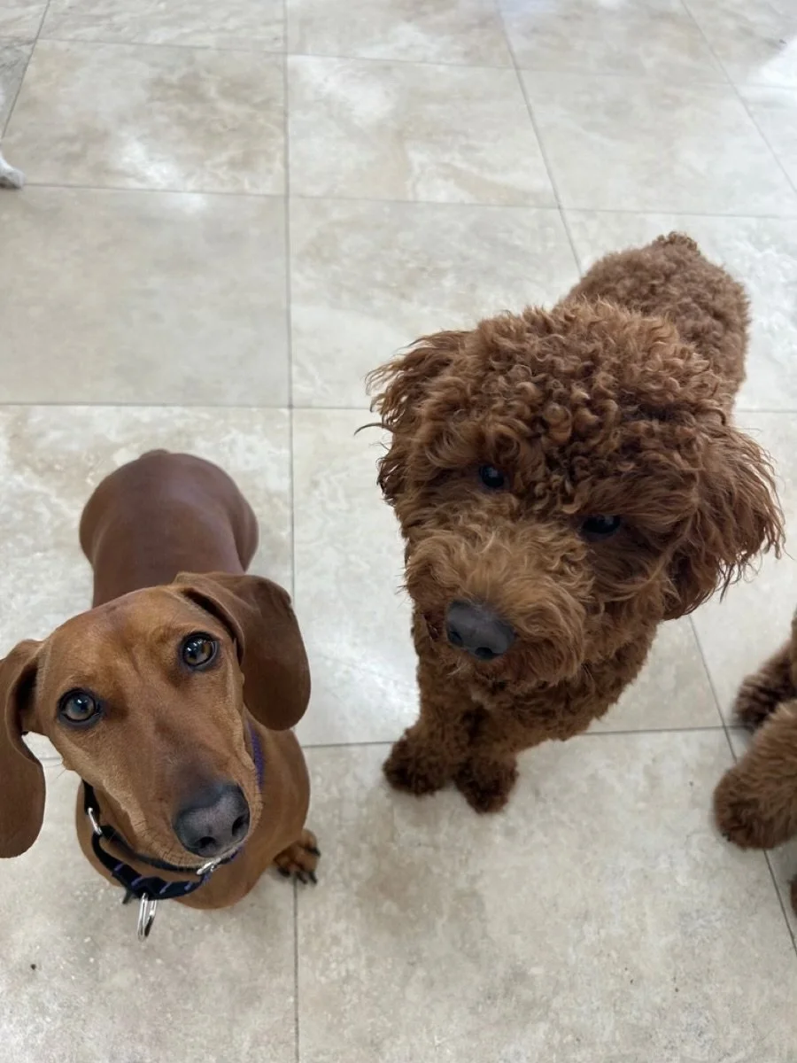 Two small dogs looking up attentively at the camera during indoor daycare.