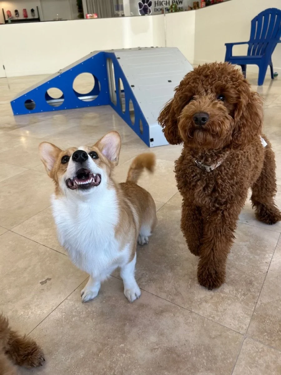 Happy corgi and curly-haired poodle standing together inside an indoor dog daycare.