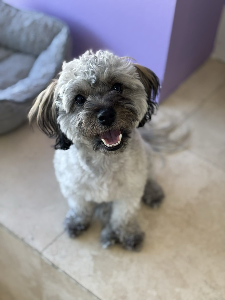 Happy pup enjoying a day at Tarzana dog daycare.