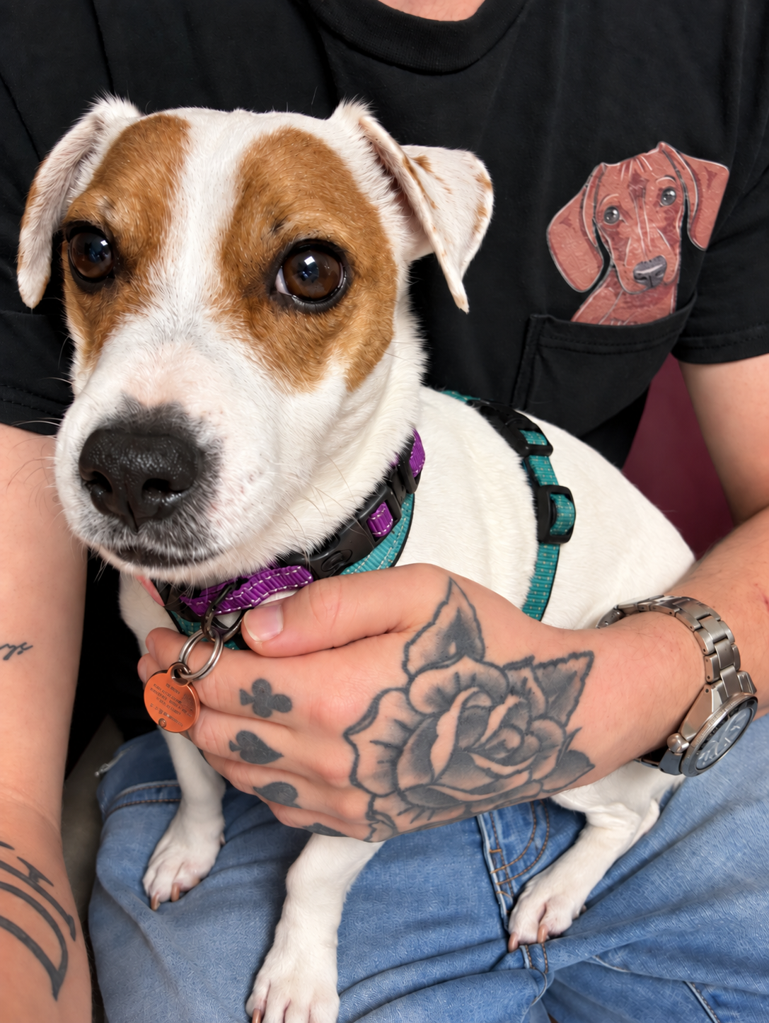 Small dog receiving affectionate one-on-one attention while being held by a person.