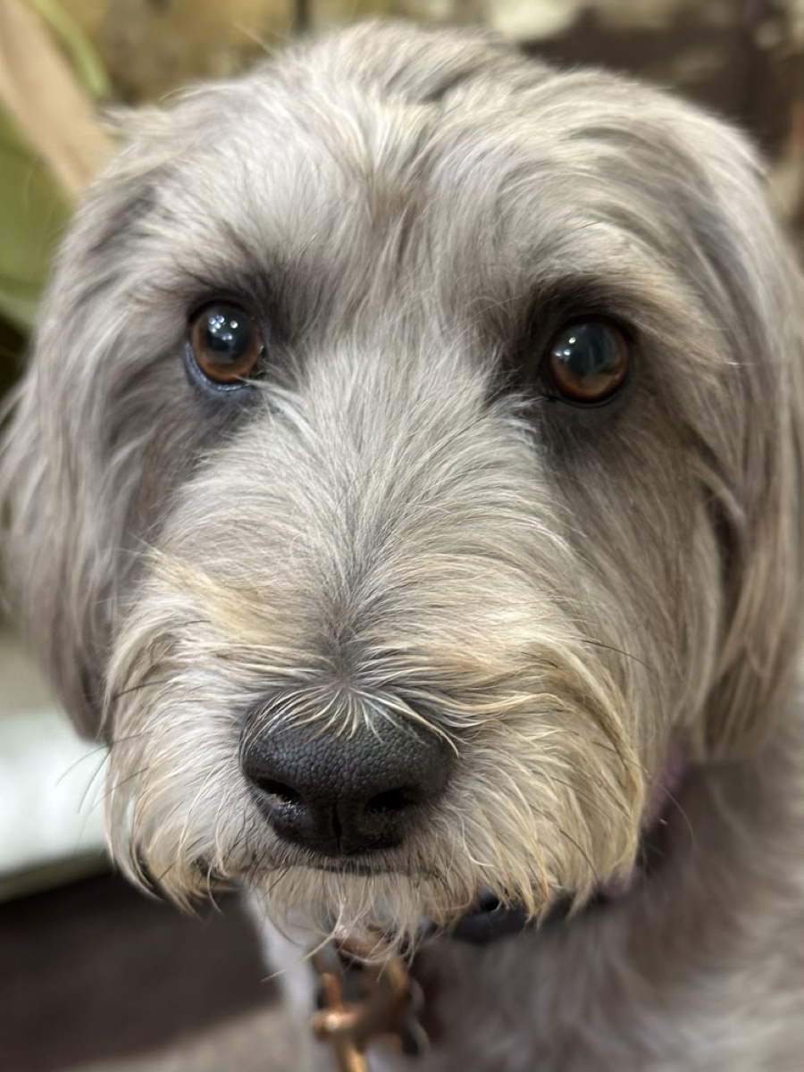 Small dog relaxing and enjoying daycare in Tarzana.