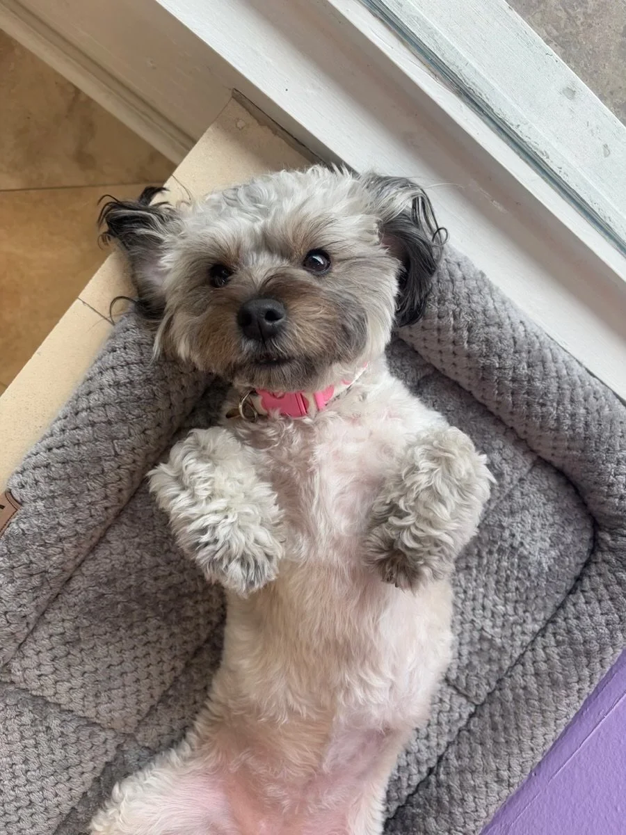 Small mixed-breed dog lying comfortably on a soft bed near a window.