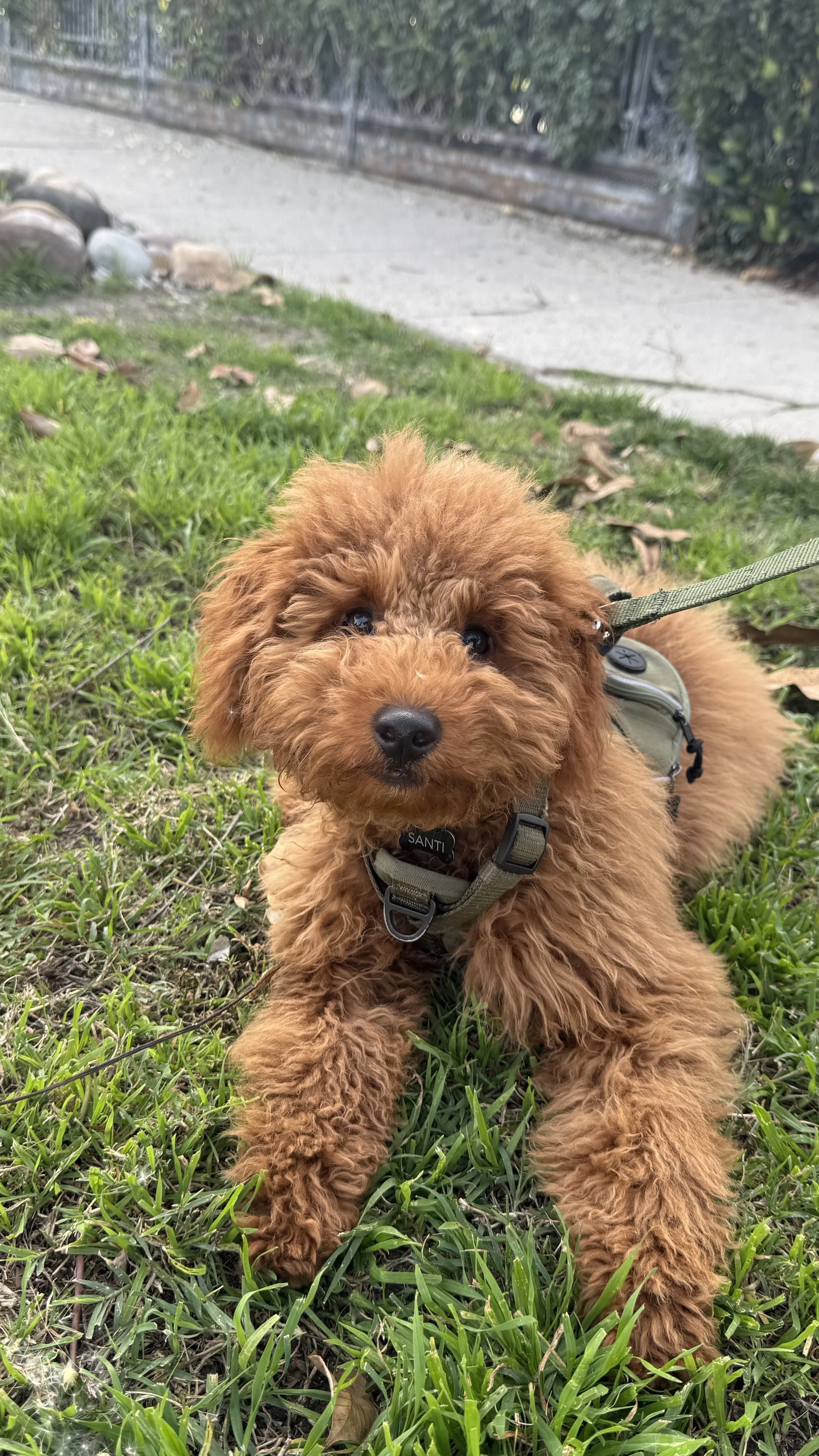 A dog going for a walk at High Paw Dog Daycare in Tarzana.
