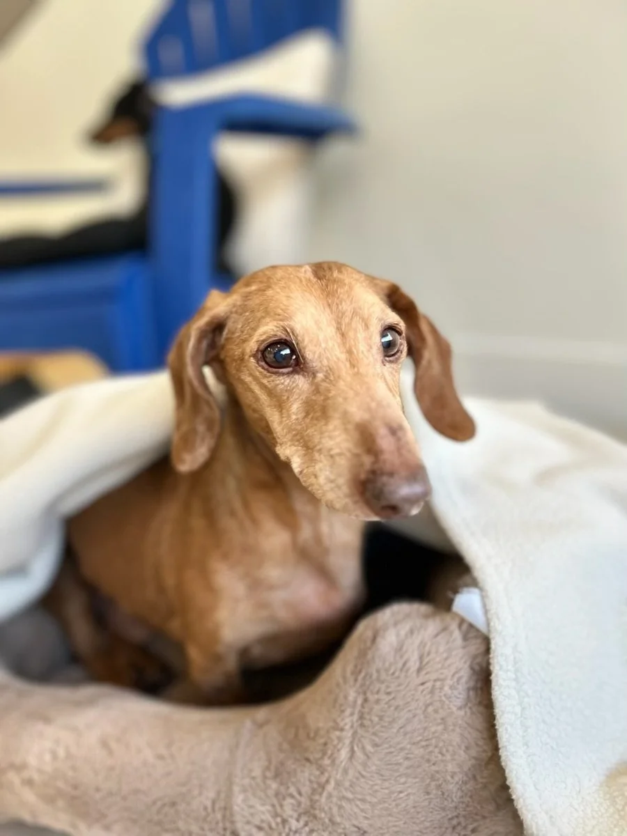 A small brown dachshund dog with short fur, big soulful eyes, and long ears, wrapped in a white blanket, sitting on a soft surface. In the background, another black and brown dog is resting on a blue chair.