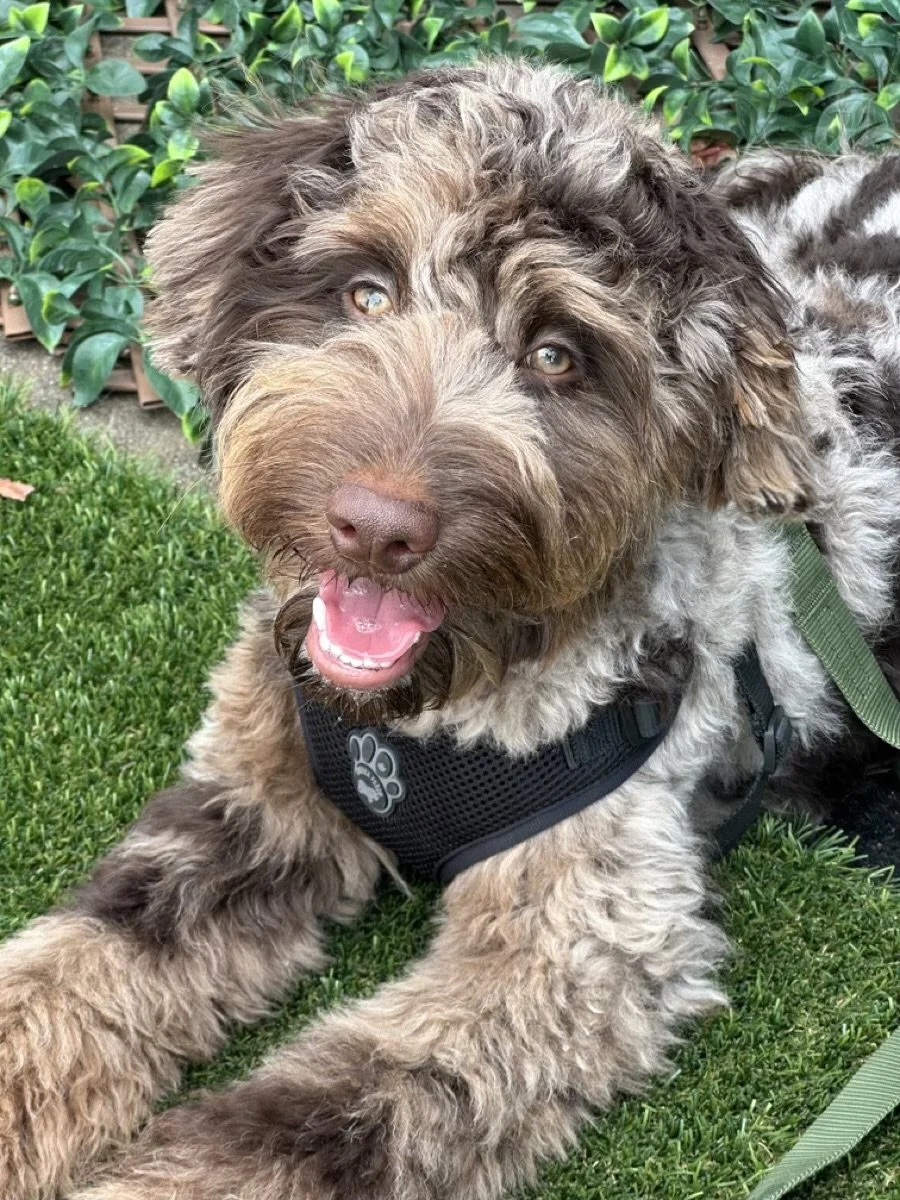 Happy dog exploring Tarzana on a walk!