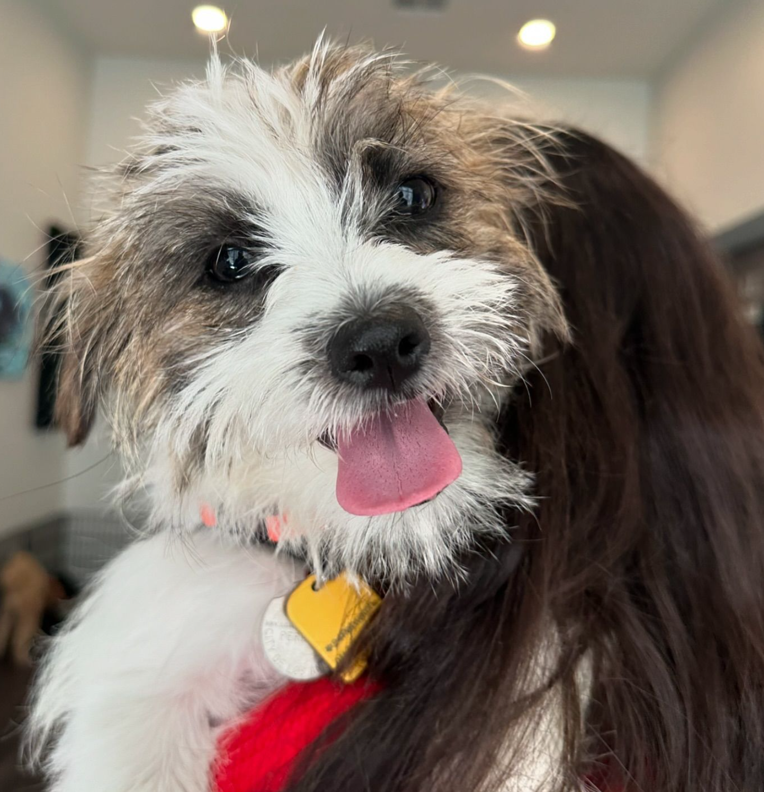 Happy white-and-brown dog looking at the camera during indoor playtime at High Paw Dog Daycare.