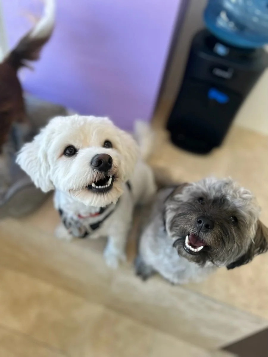 Two small dogs sitting side by side and looking happily toward the camera.
