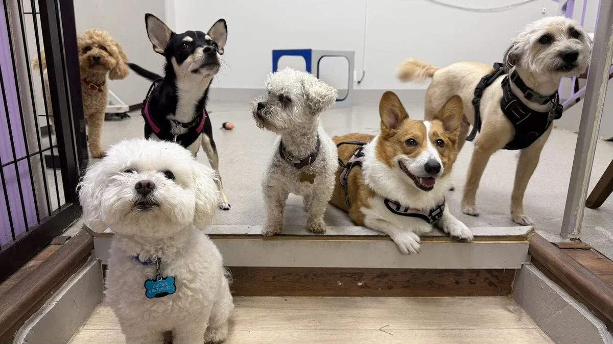 Group of small dogs gathered together inside High Paw Dog Daycare.