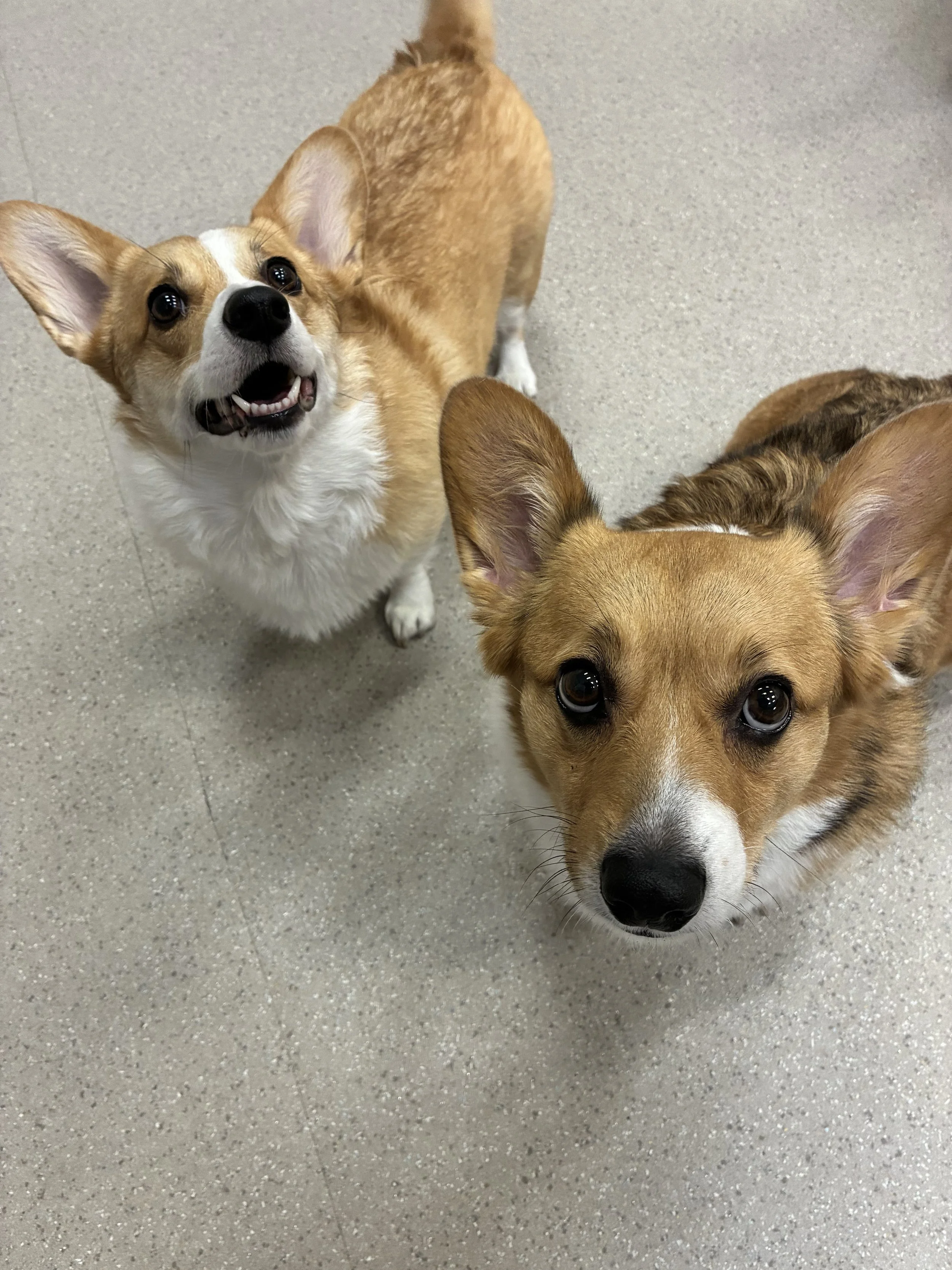 Small dogs socializing safely in our Woodland Hills indoor play area.