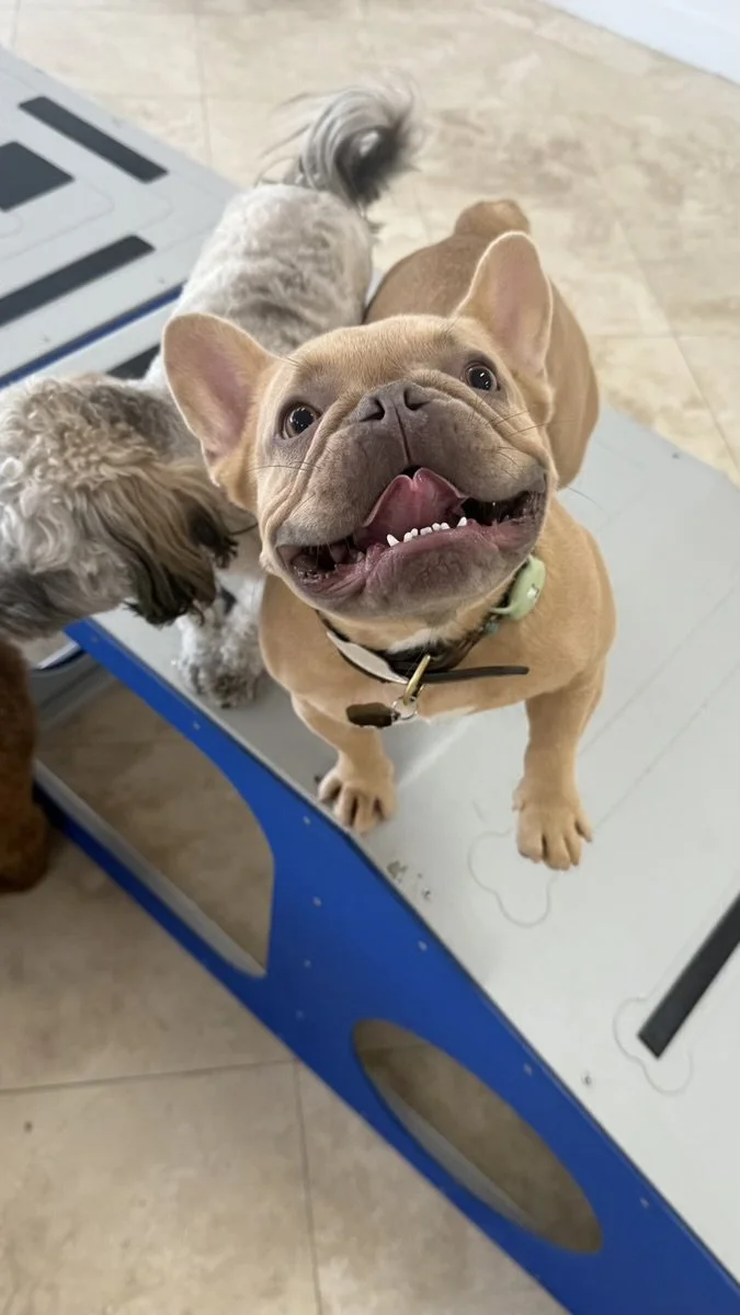 French Bull Dog having fun with his friends at High Paw Tarzana!