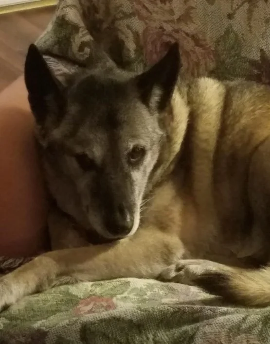 Our family dog Mattie.