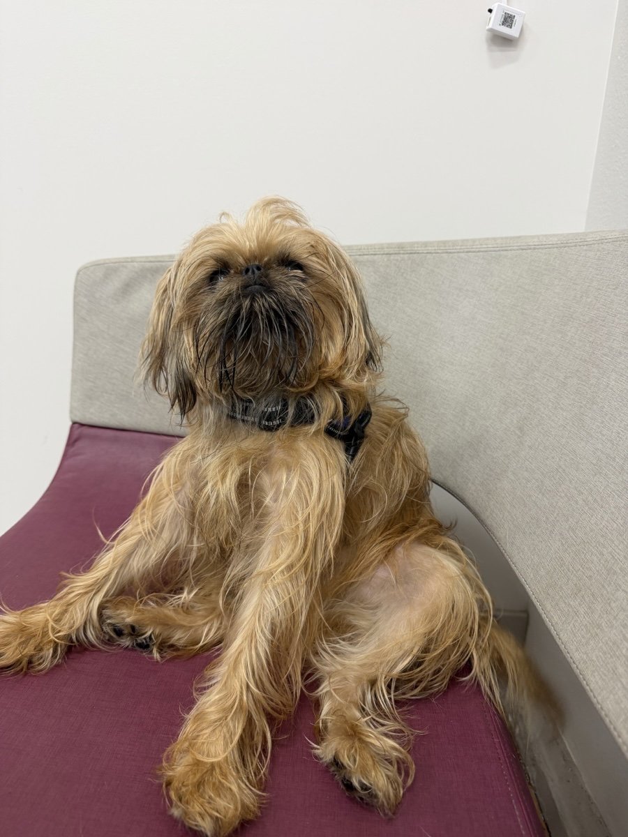 Adorable scruffy brown dog relaxing comfortably on a sofa.