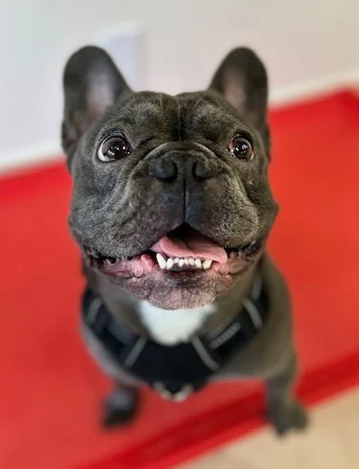 Cheerful pup enjoying a fun day at High Paw.