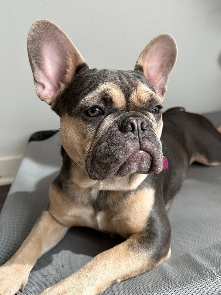 Happy pup enjoying a day at Woodland Hills dog daycare!