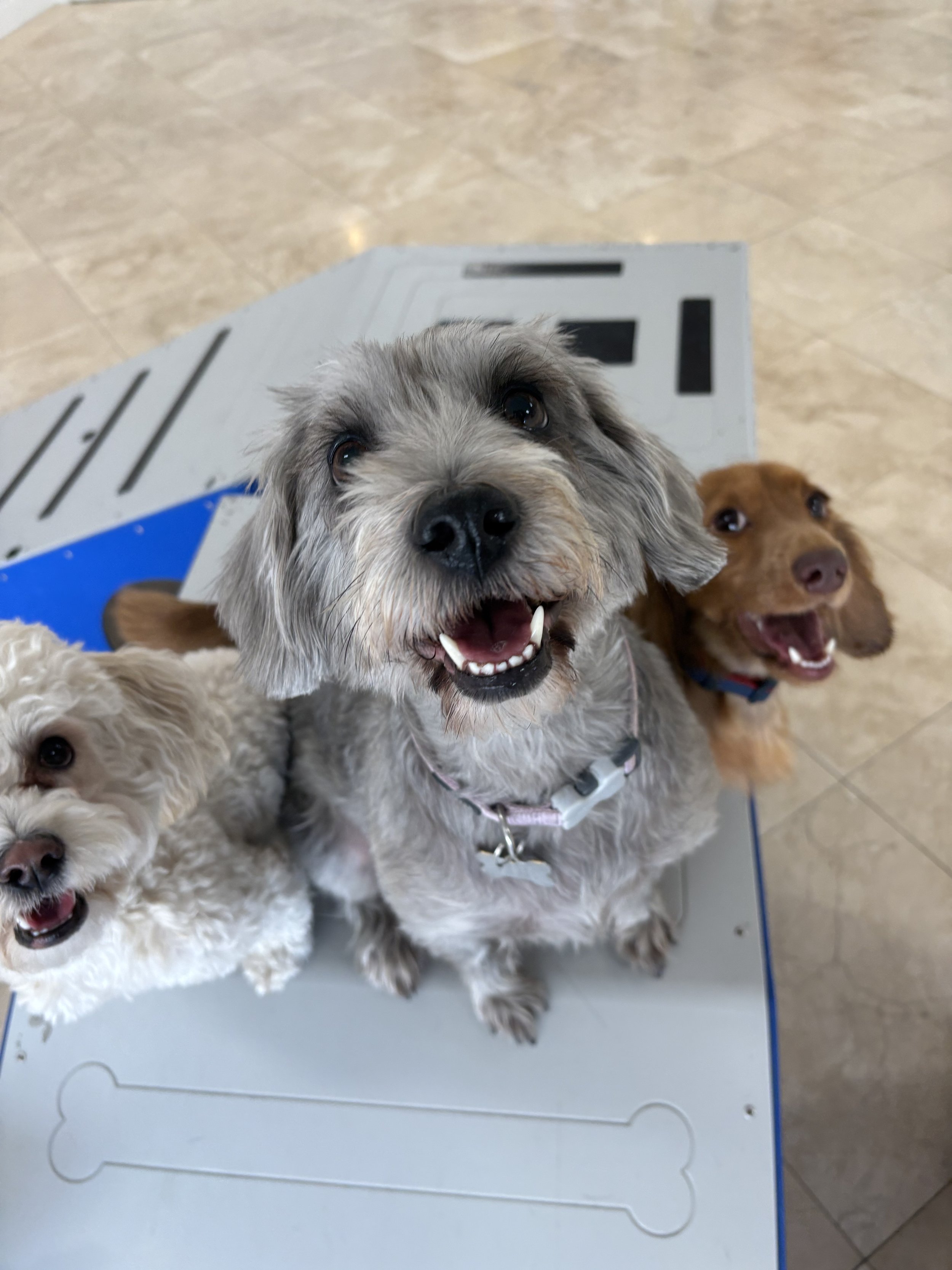 A group of dogs playing inside at High Paw Dog Daycare in Tarzana.