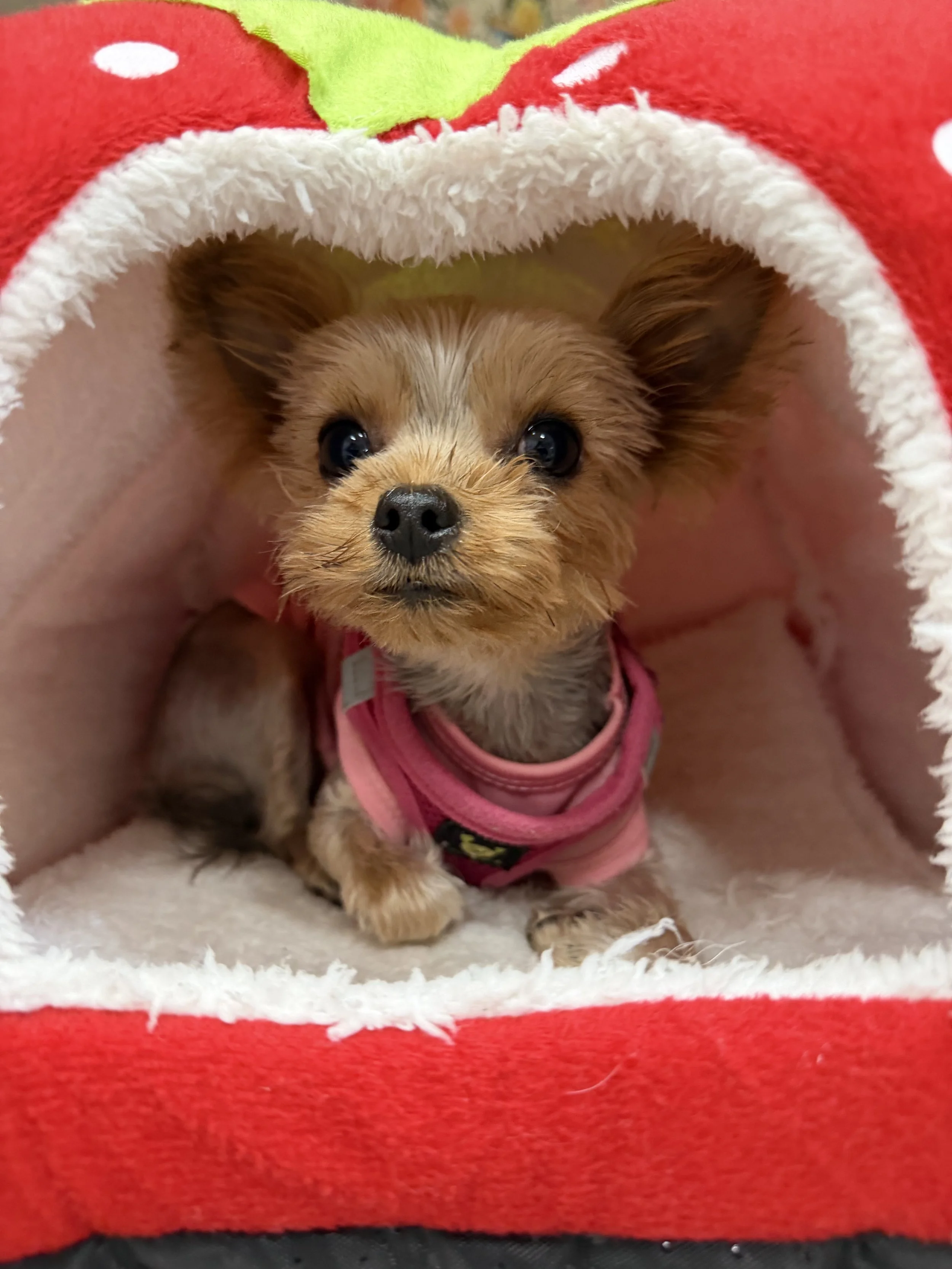A dog relaxing at High Paw Dog Daycare in Woodland Hills.