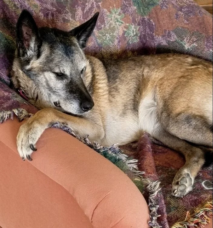 Our family dog Mattie relaxing.
