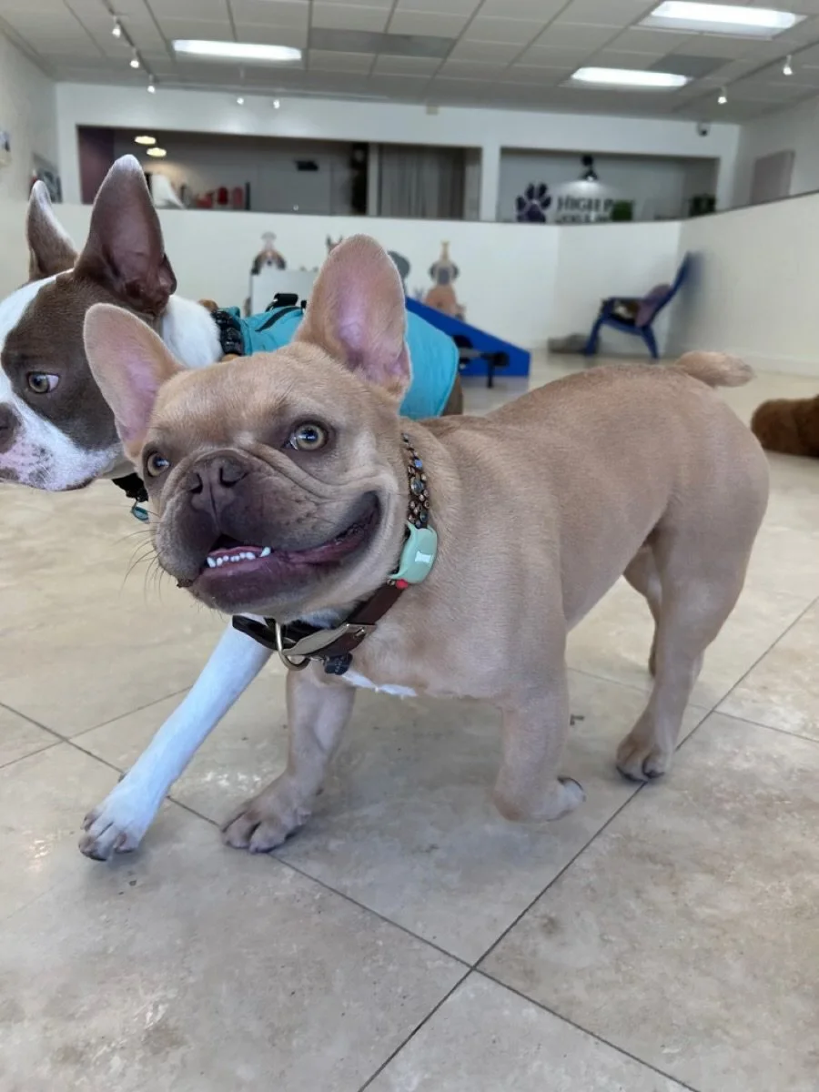 Happy French bulldog standing indoors with other dogs nearby at High Paw Dog Daycare.