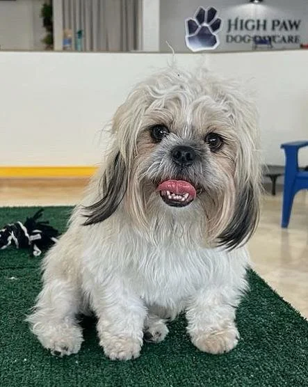 Playful small dog enjoying a daycare adventure!
