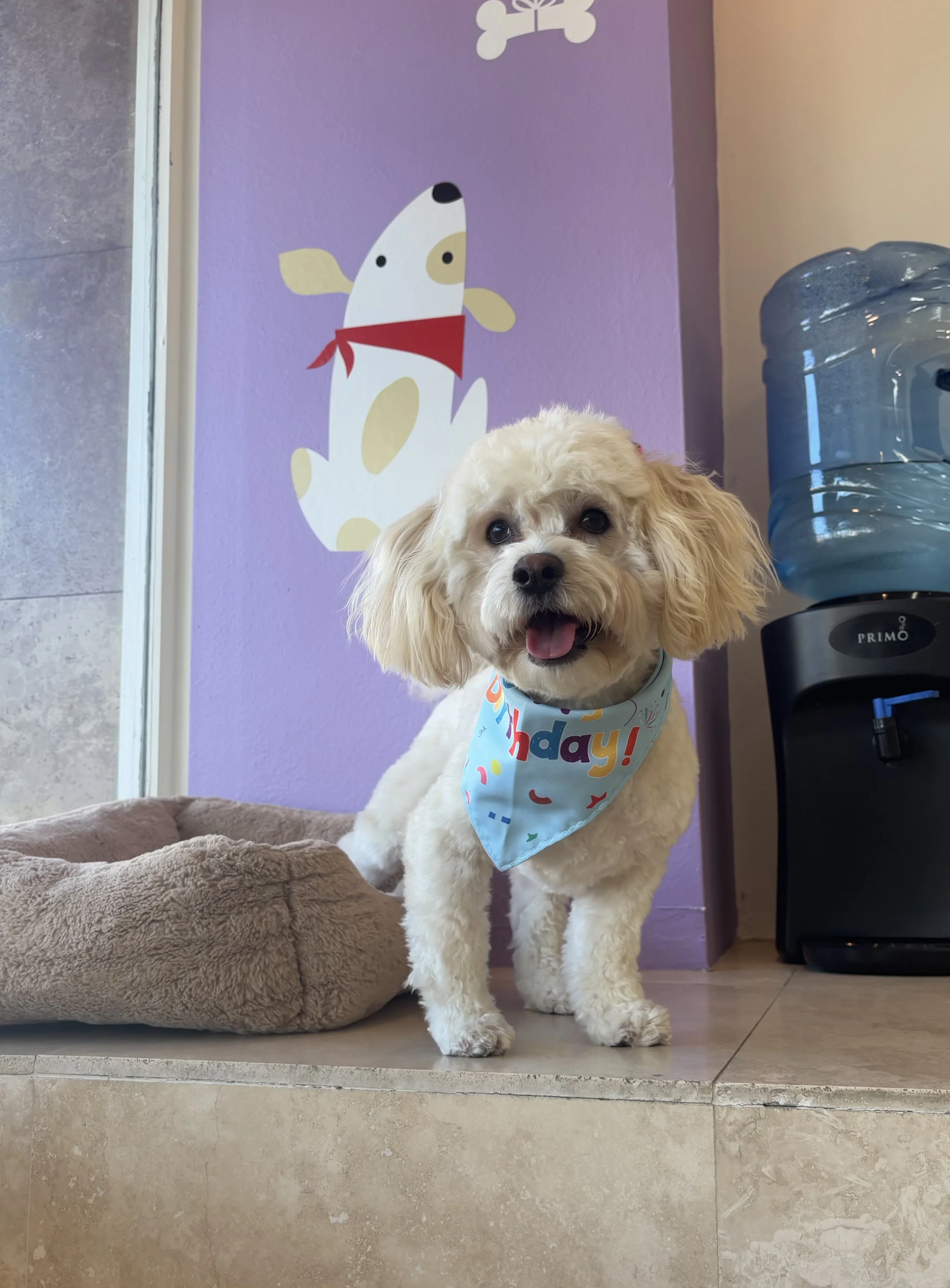 Dog lounging in the climate-controlled indoor space at High Paw Tarzana.