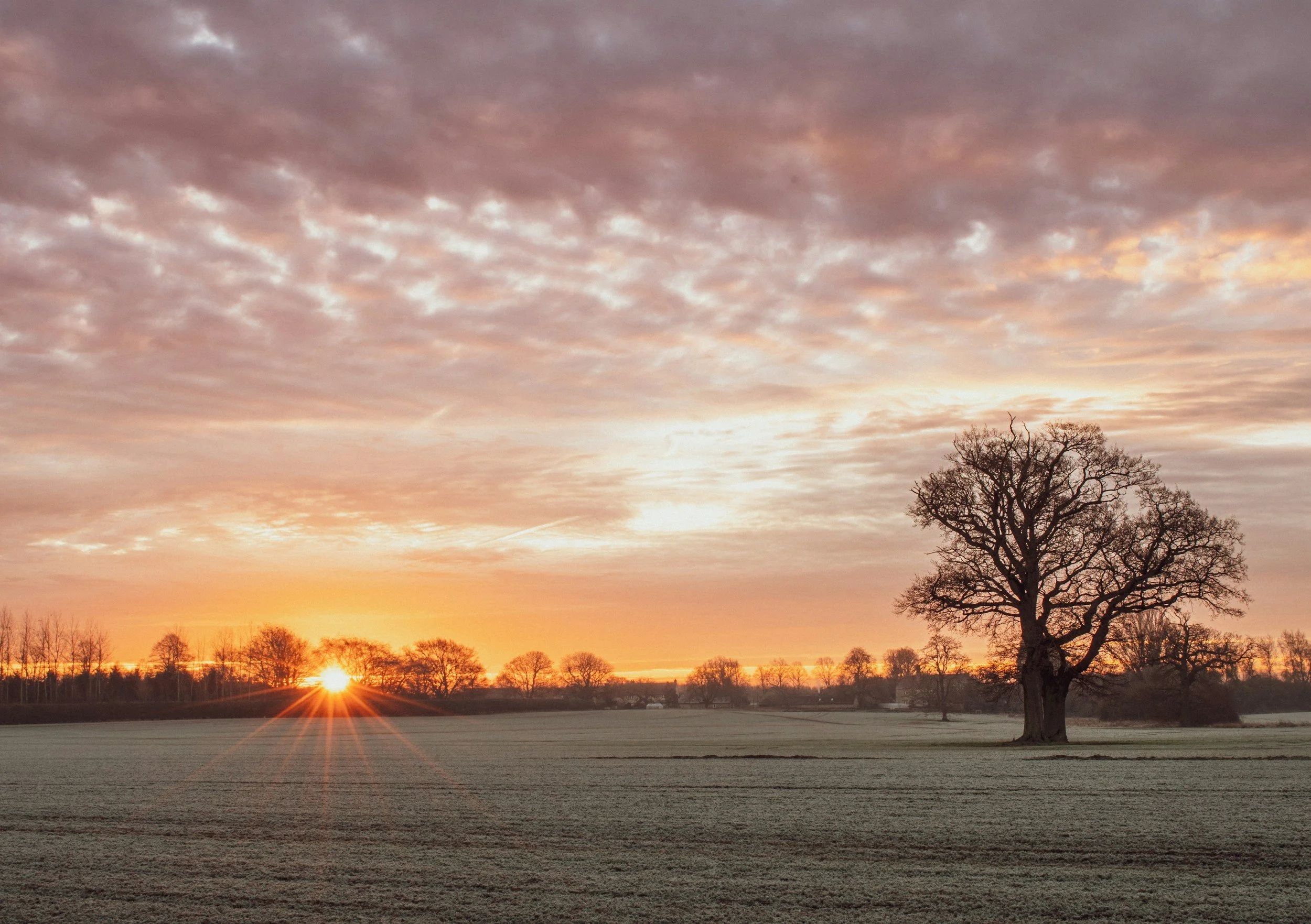 A scenic sunset over a field with a line of leafless trees, a large solitary tree in the foreground, and soft pink and orange hues in the sky.