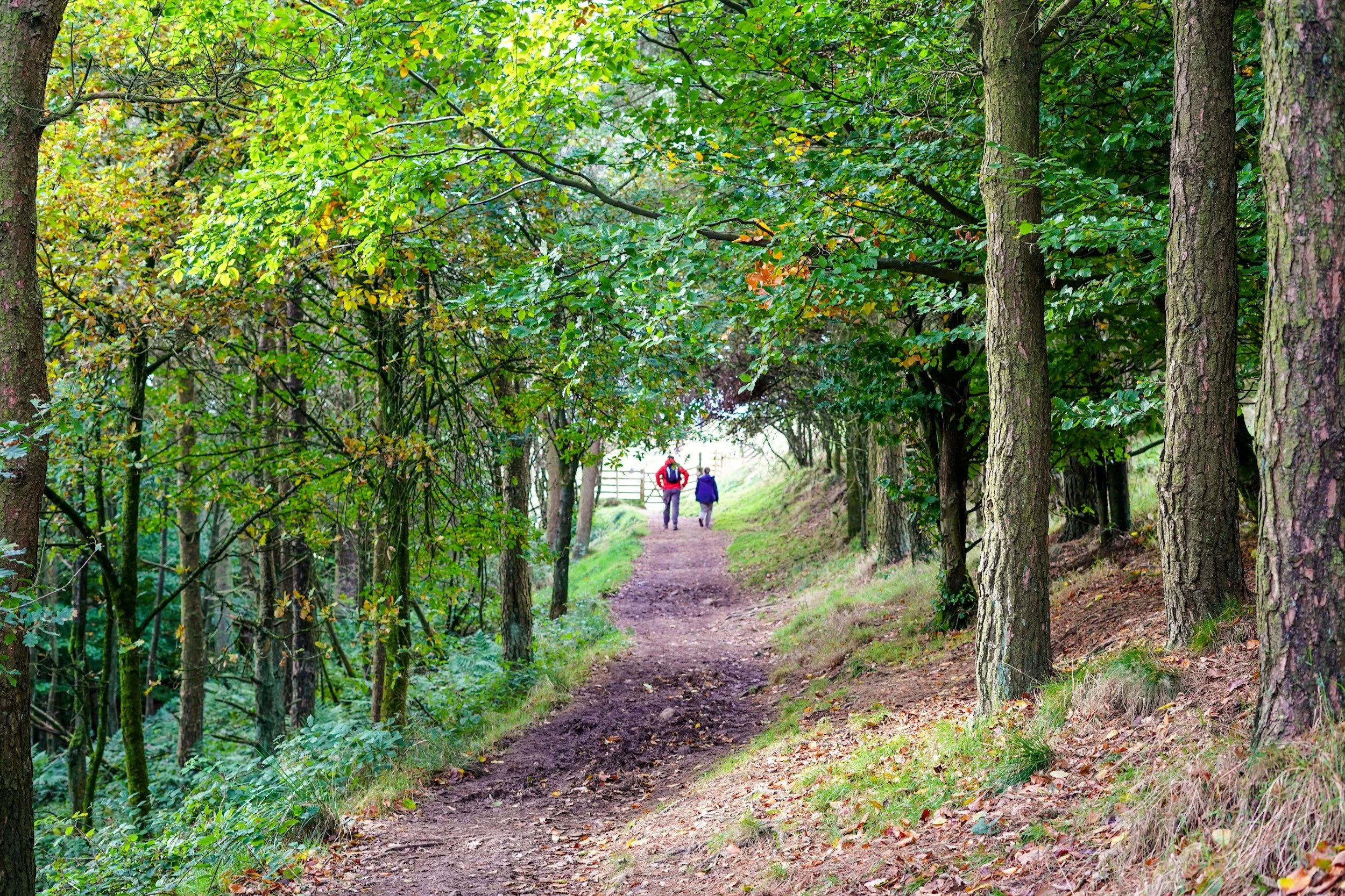 Two people walking along a dirt trail through a densely wooded area with tall trees and green foliage.